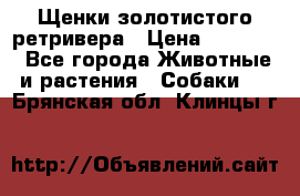 Щенки золотистого ретривера › Цена ­ 15 000 - Все города Животные и растения » Собаки   . Брянская обл.,Клинцы г.